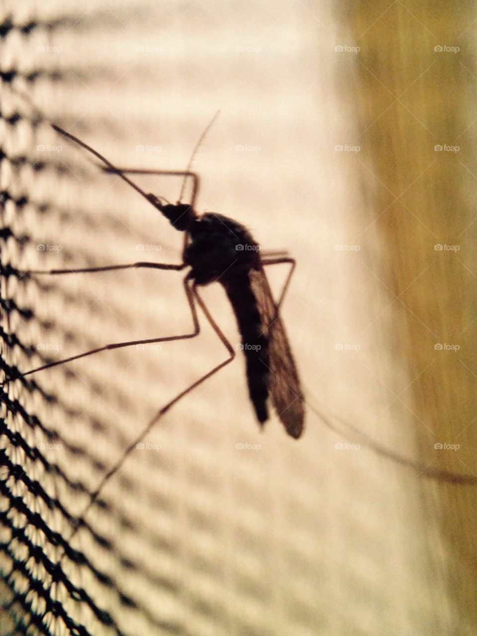 Mosquito. Mosquito outside the tent’s net