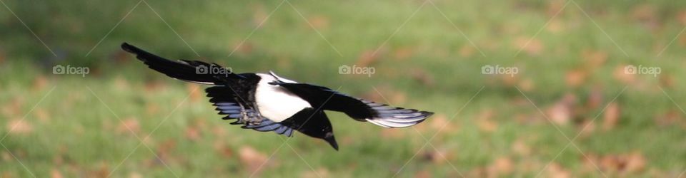 Magpie in flight