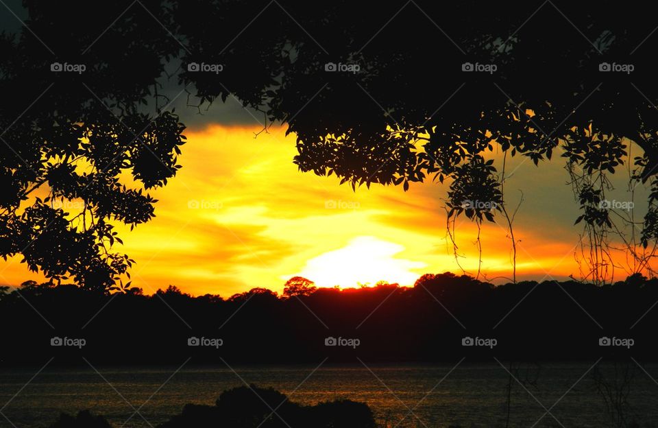 Silhouette of trees during sunset