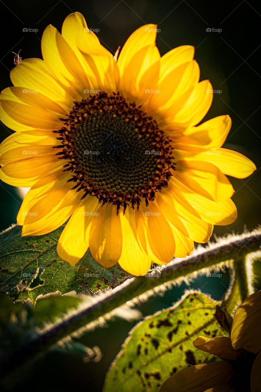 Sunflower with Bug