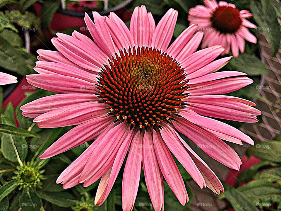 The glorious Mother Nature - Coneflower daisylike blooms with prominent centers entice butterflies, hummingbirds and passersby alike