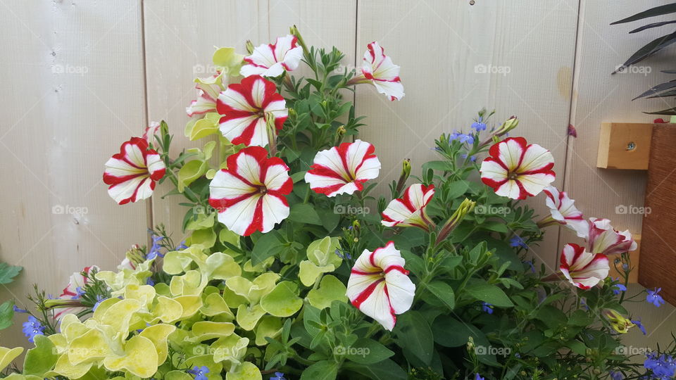 Red and White Flowers
