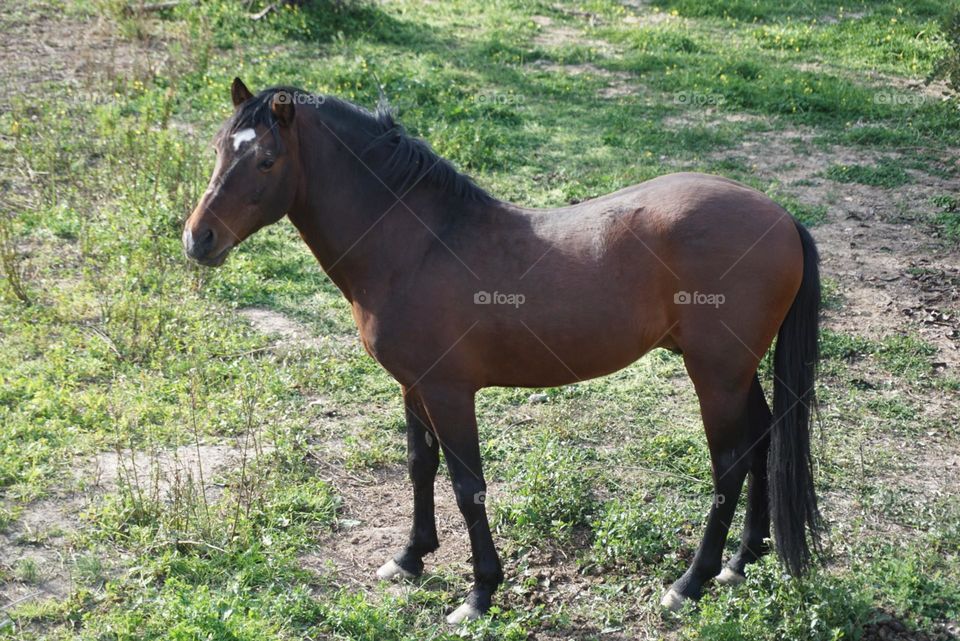 Horse#nature#animal#greengrass#pose