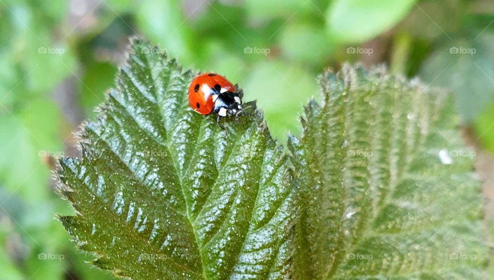 A ladybug on a leaf.