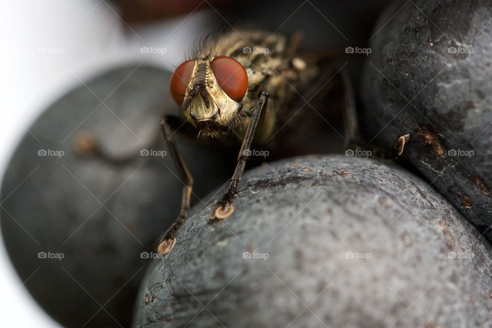 Fly On Grapes