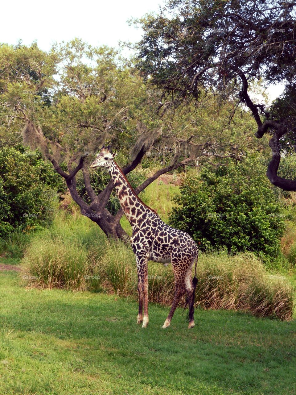 Animal Kingdom . Giraffe 