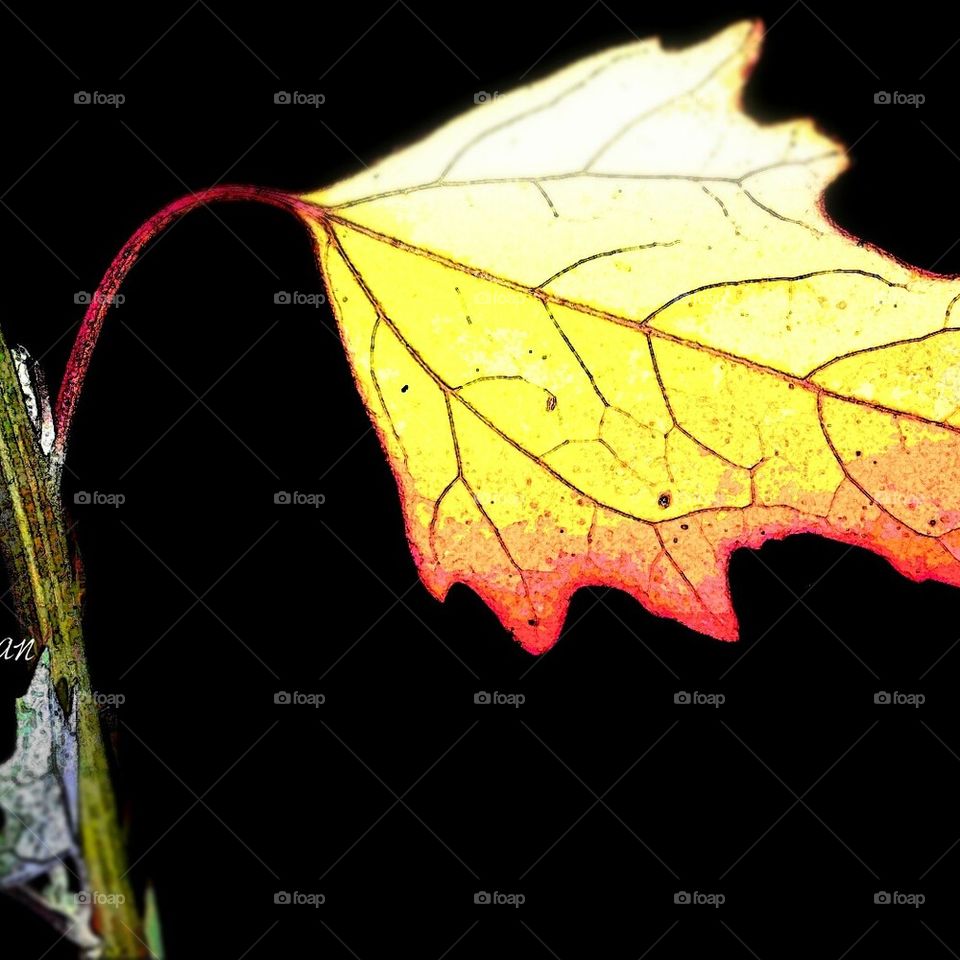 yellow leaf