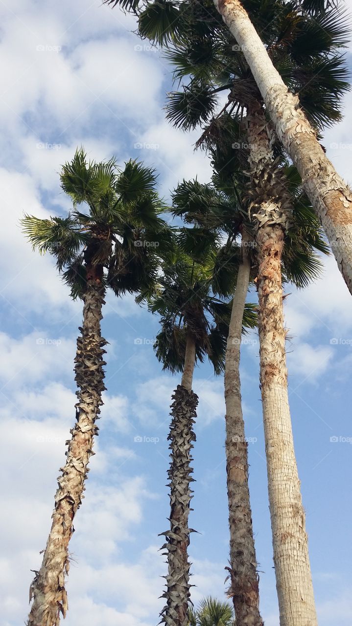 tall palm trees