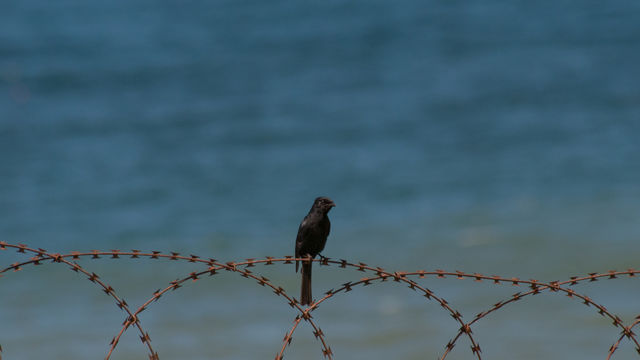 bird on bobedwhire