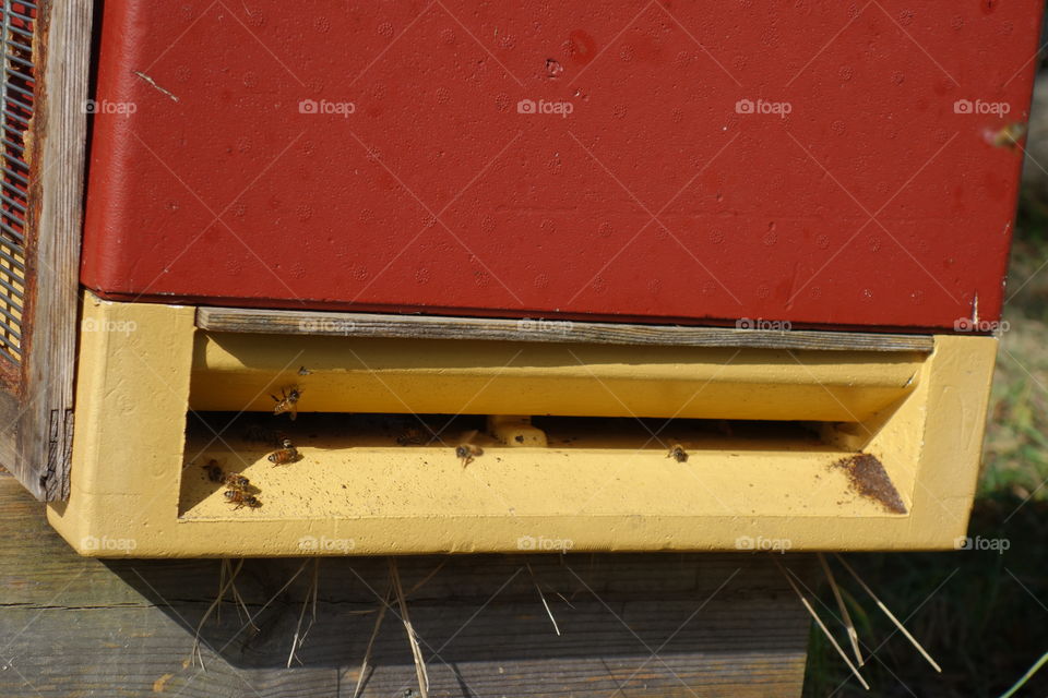 These lovely beehives can be found in a small place called Vargön ( Wolfisland). The need were very active but I managed to get some photos without getting stung.