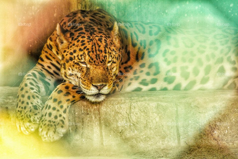 leopard is resting in a zoo