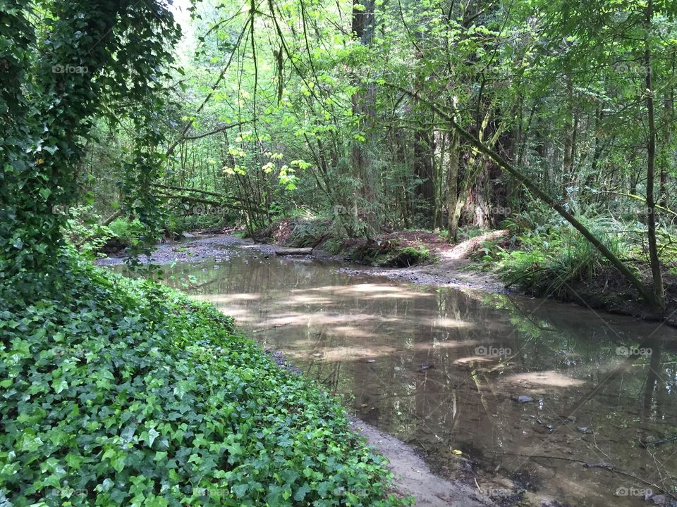 Forest after a spring rainfall