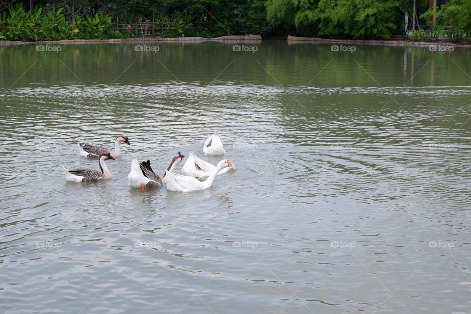 The lion head goose is having fun playing in the water.