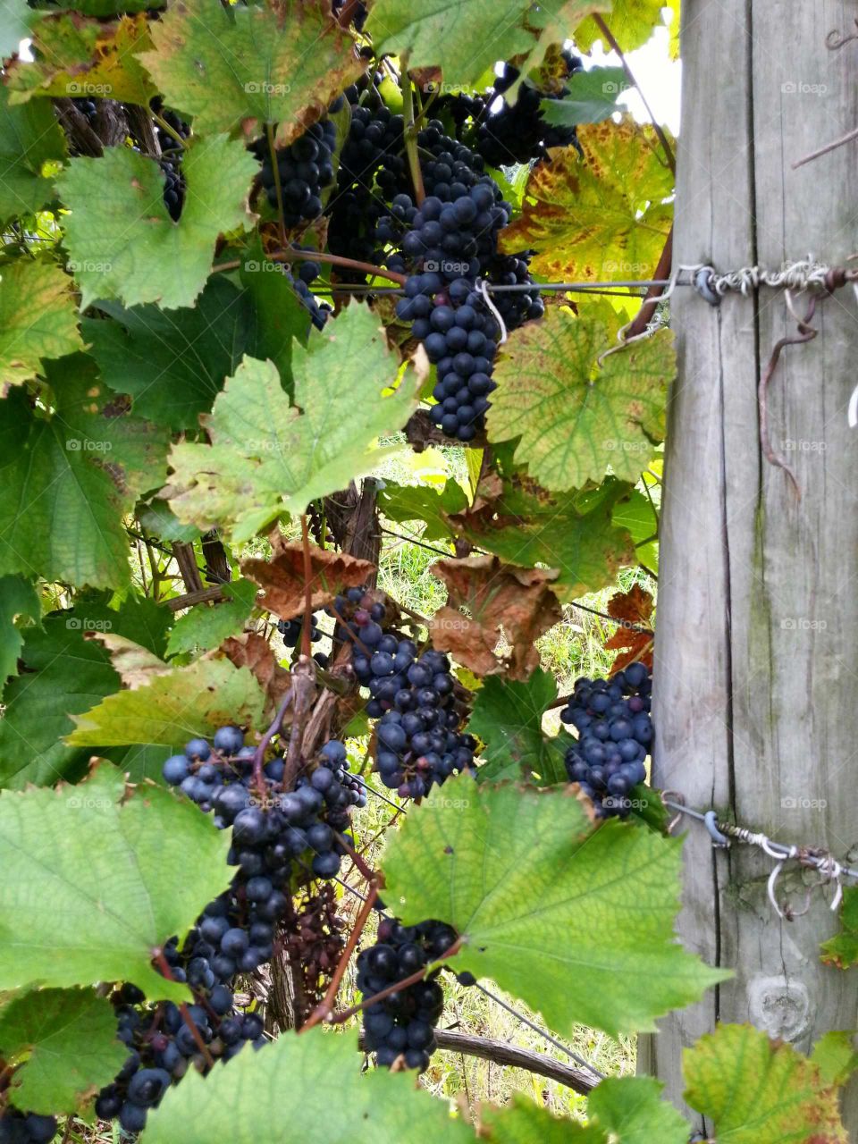 Juicy grapes ripening on the vine at a vinyard.