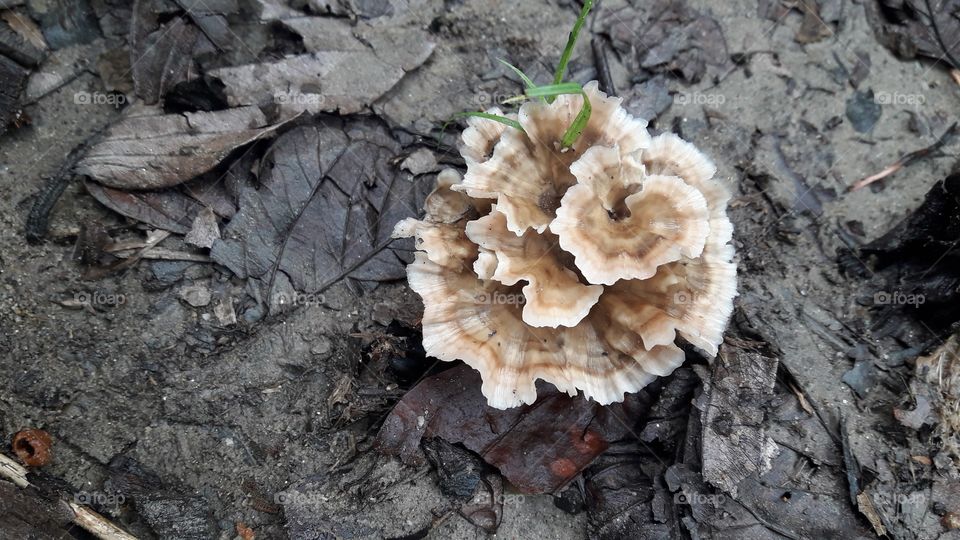 Mushroom, growing brown colour mushroom on the darty soil.