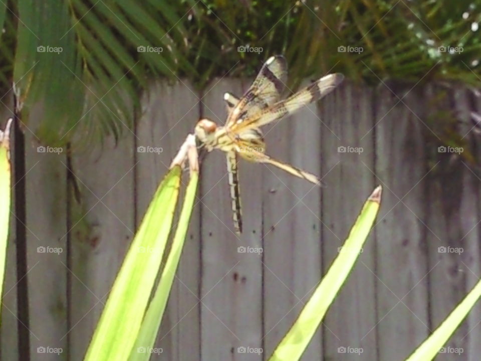 dragonfly. dragonfly