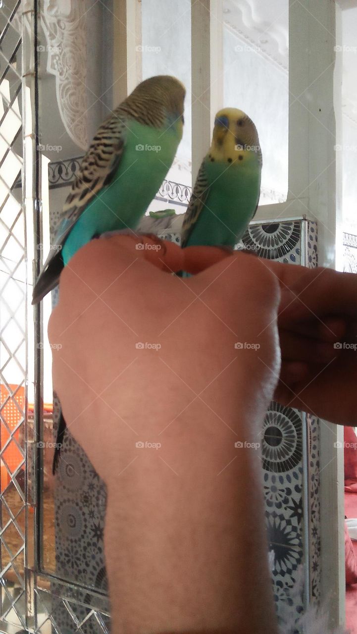 A parrot looks at the reflection of its image in the mirror.