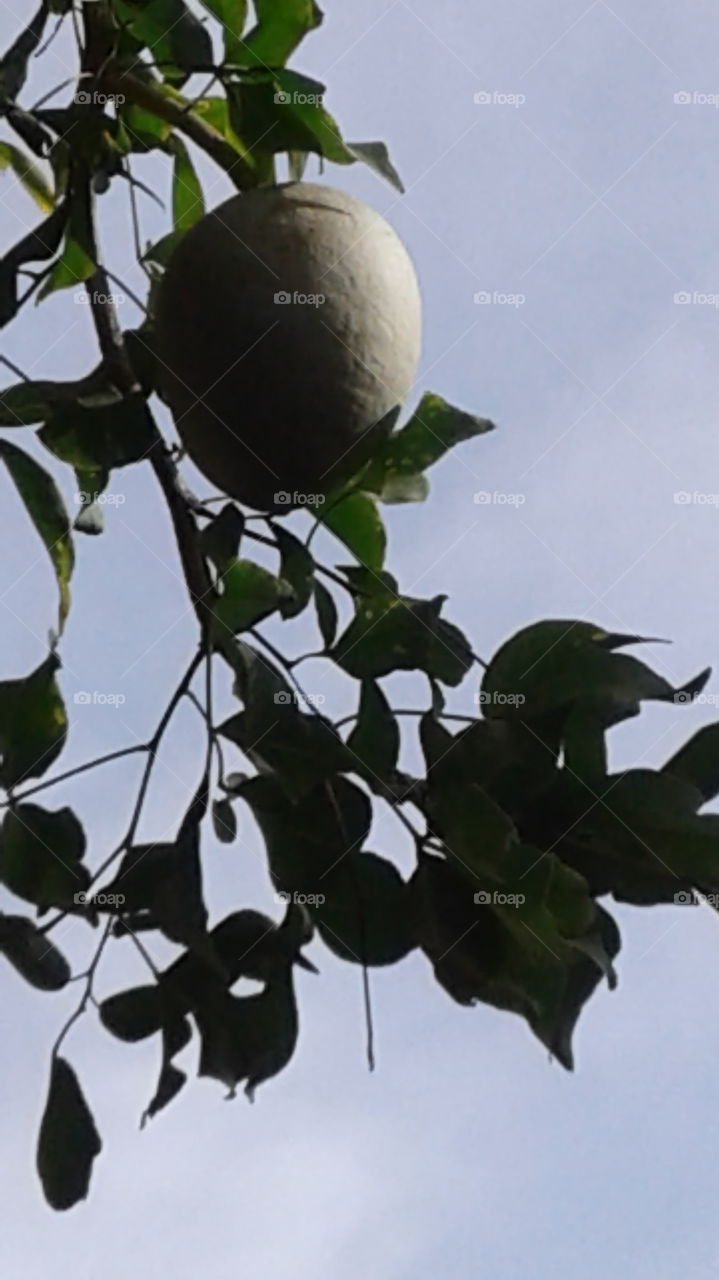 fruit hanging on a branch
