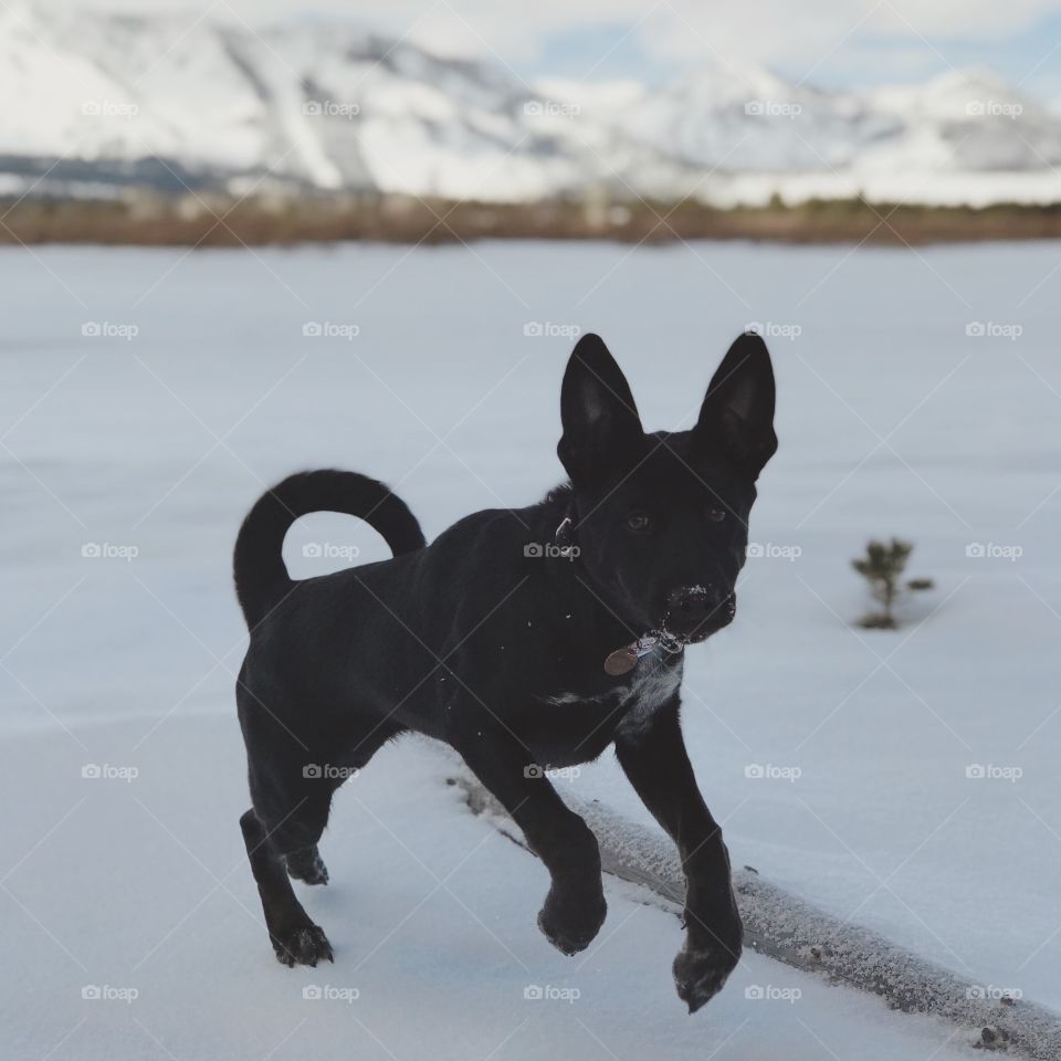The excitement of a new adventure captured mid-jump. A snow covered marsh with mountains lining the background provides the perfect morning excursion. 