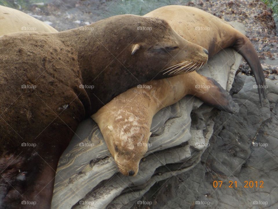 Sleepy seals 