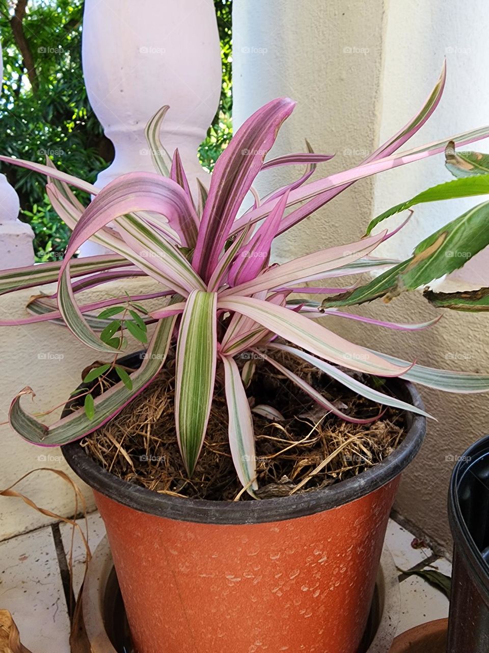 new Moses in basket flower