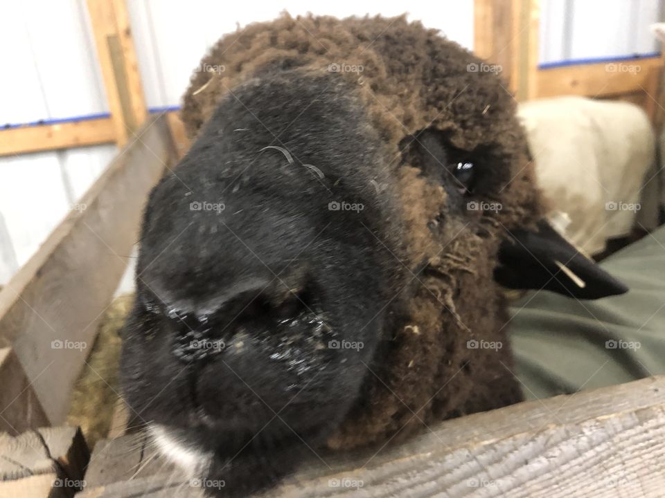 A brown and black sheep