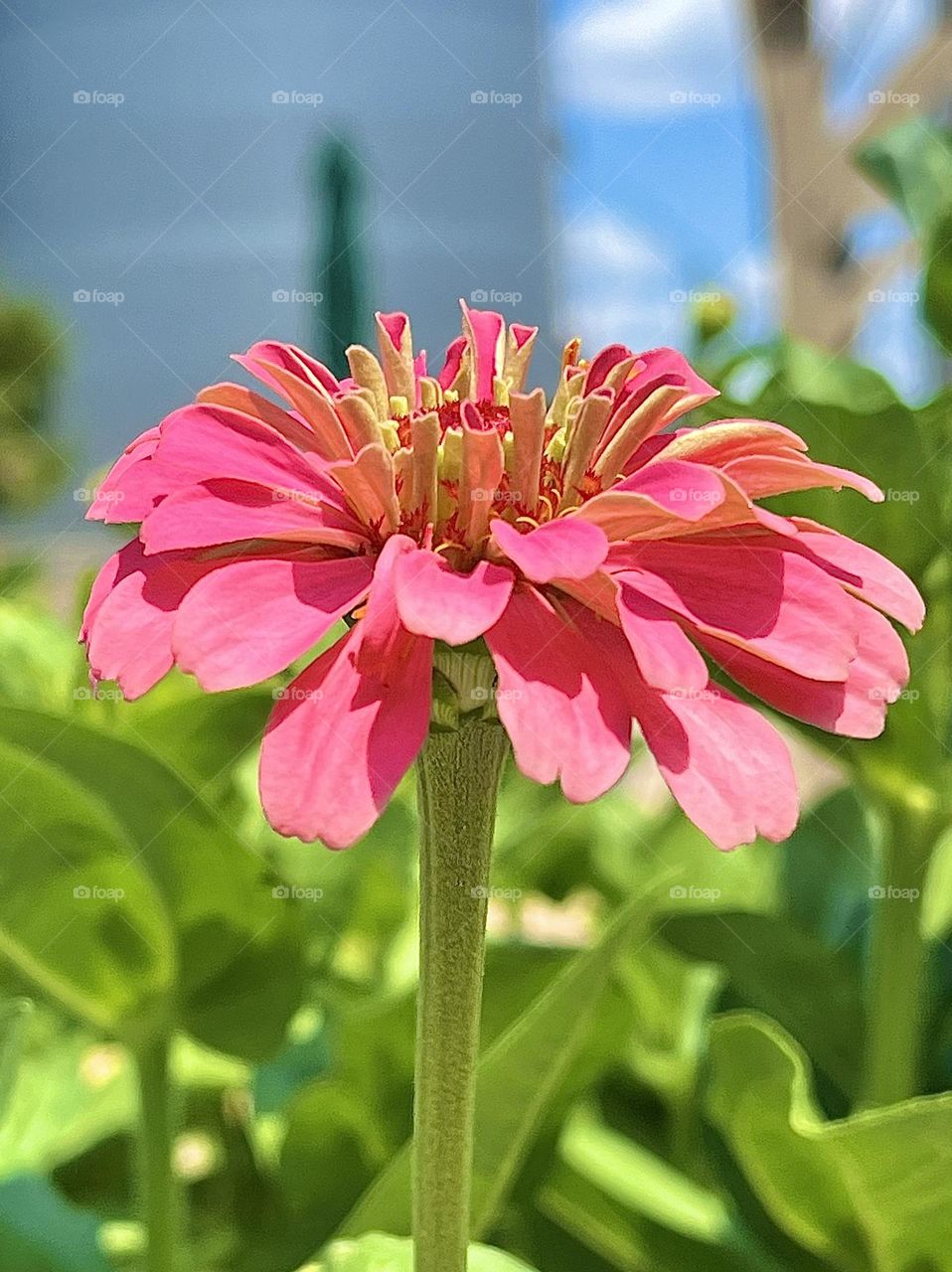 Barbie Zinnia