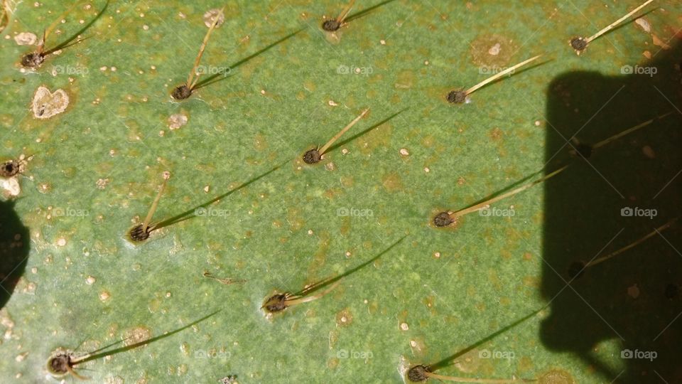 cactus needles