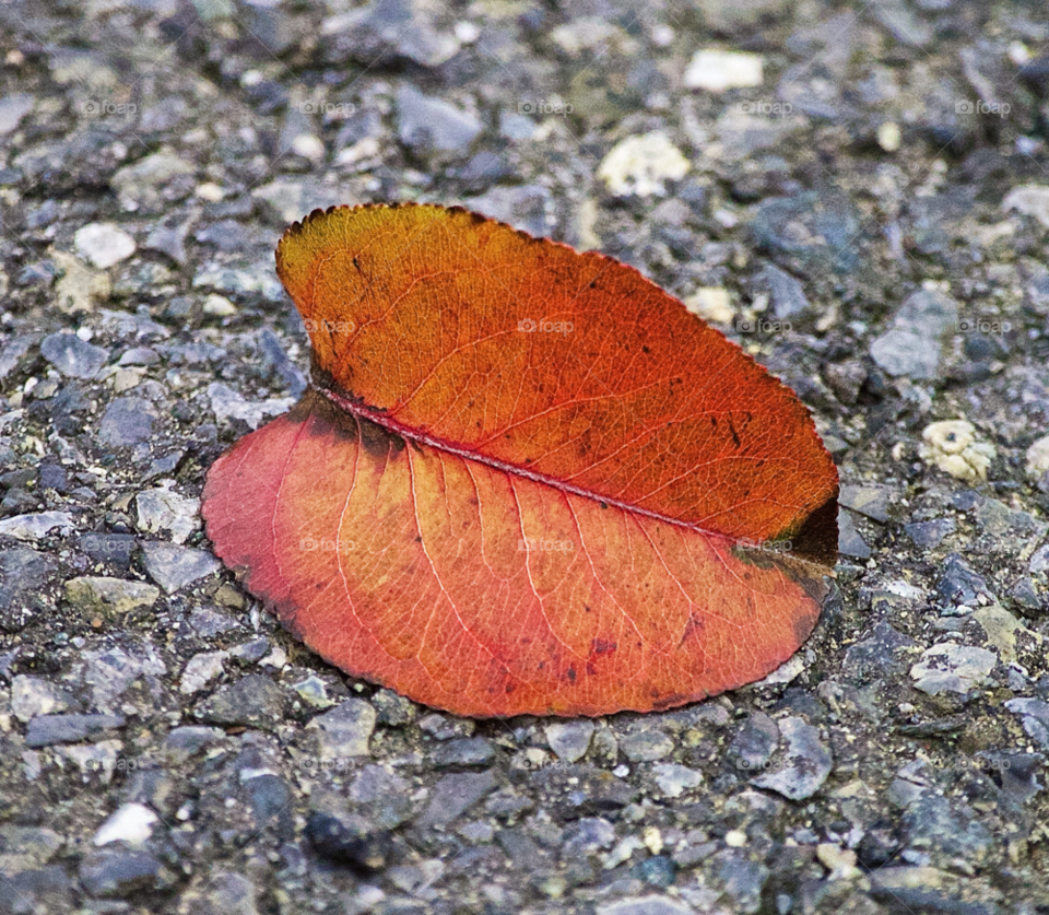 low light high iso ground leaf by delvec