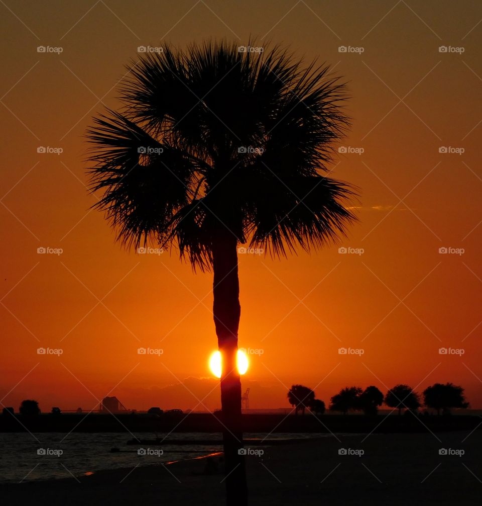 Palm tree sunset - The sunset is partially hidden behind the palm tree as it descends below the horizon
