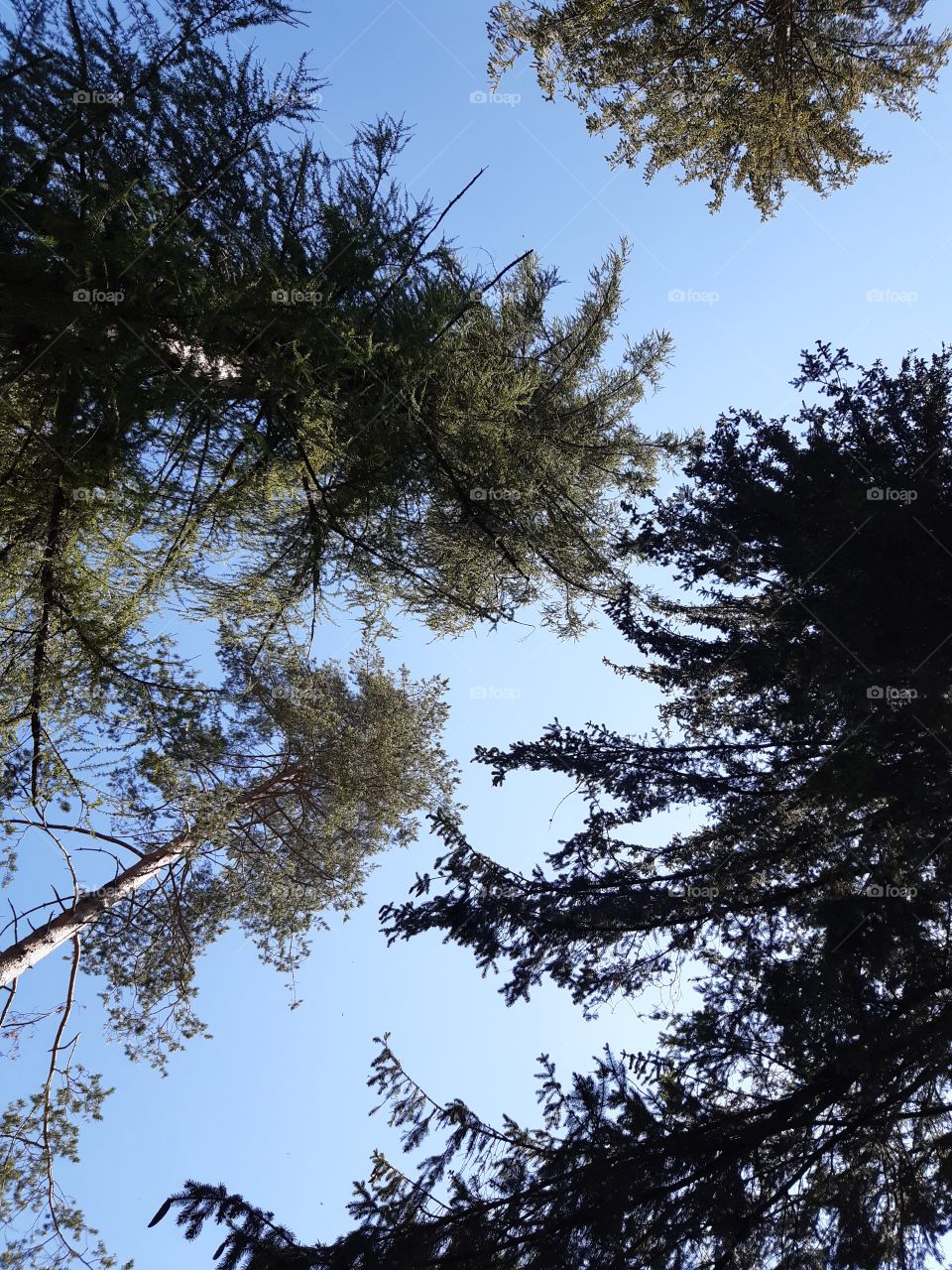 photo of high pines taking from the ground