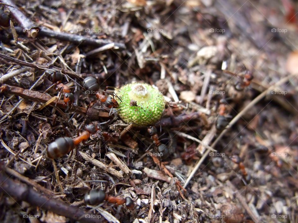 There is an ant hill close to my house.  The weather has been nice so the ants have been very busy and active. I noticed that many ants makes an interesting sound.