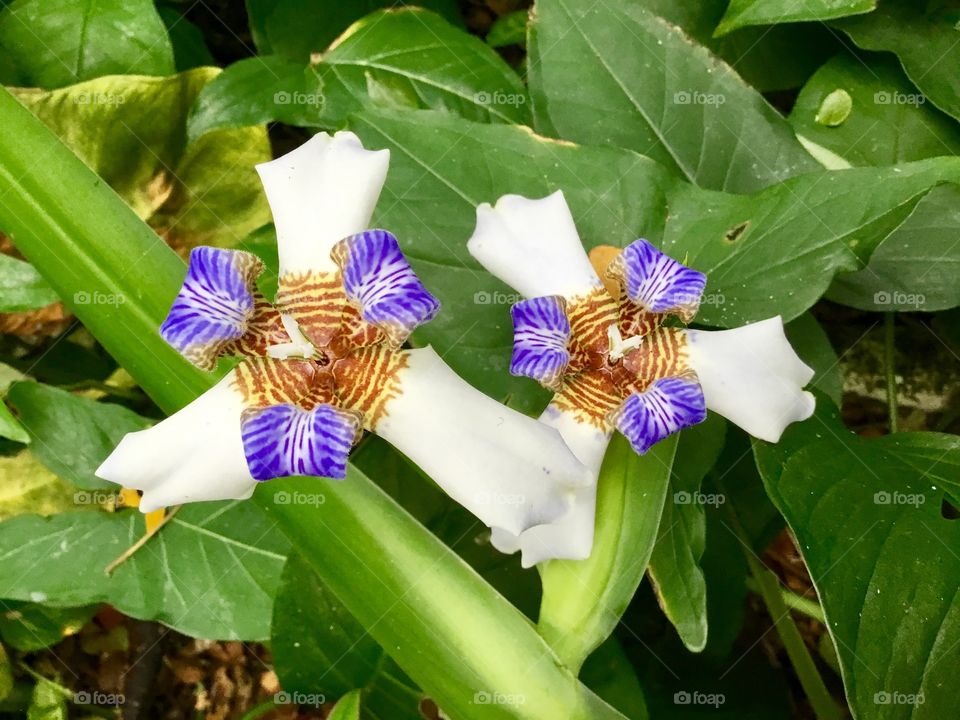 Orchids at Hawaii Tropical Botanical Garden