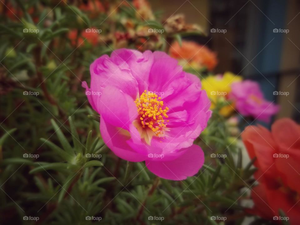 Moss Roses in Rainbow Colors