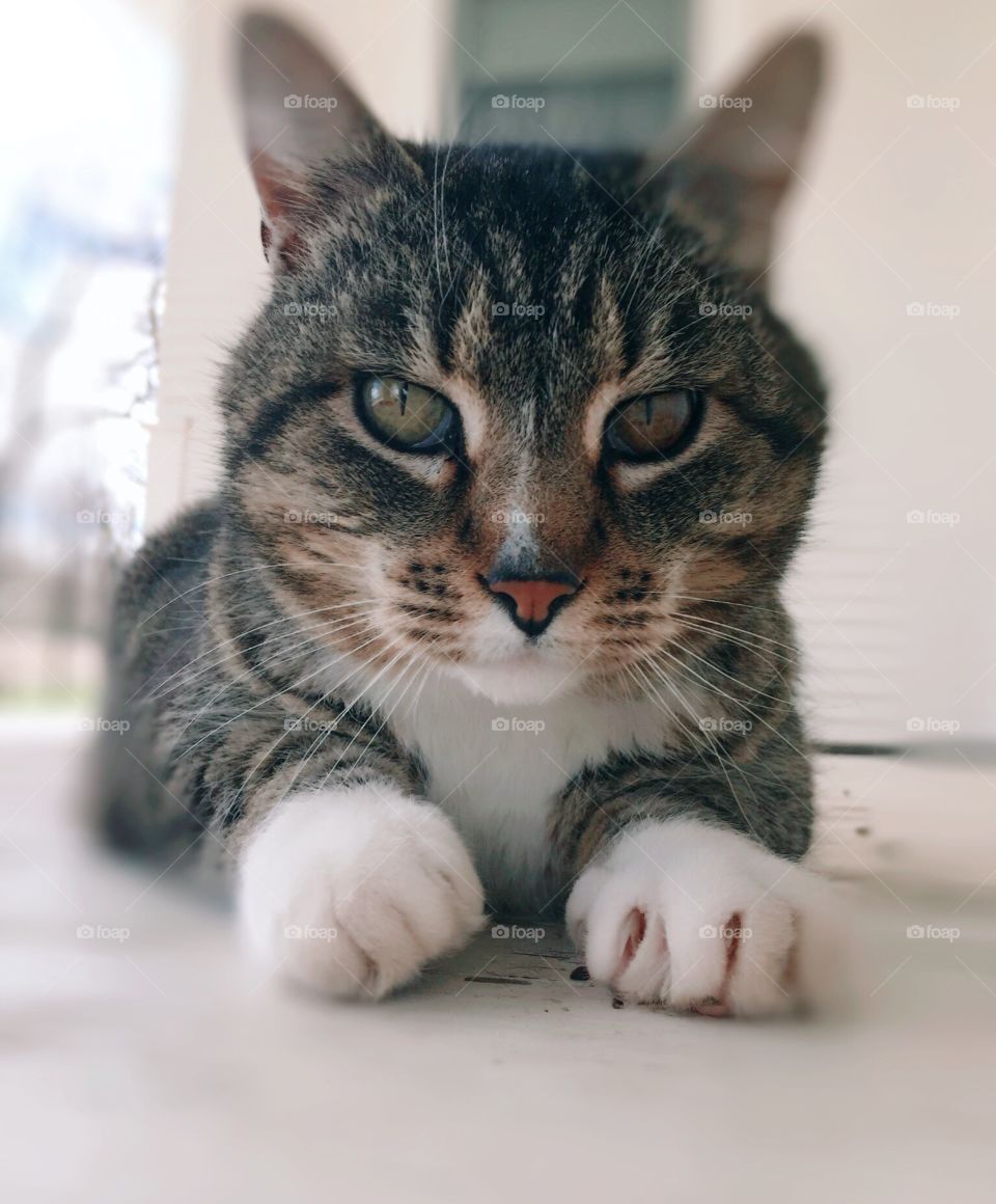 Good Kitty - grey tabby cat  with head and paws facing camera on white weathered wood surface,, adorable expression, bright misty backlighting