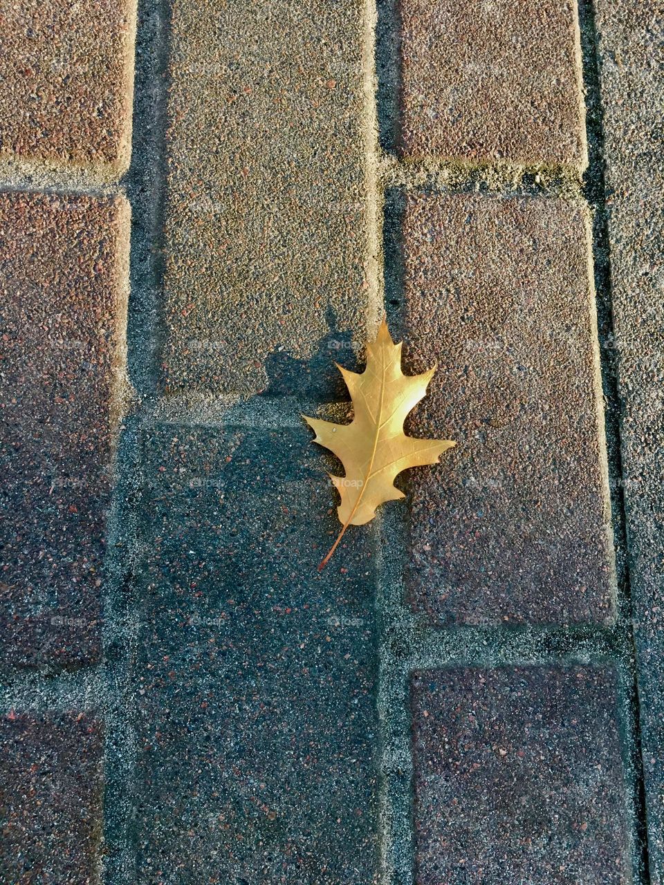 Leaf