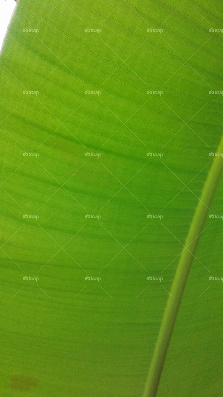 under the plantain leaf