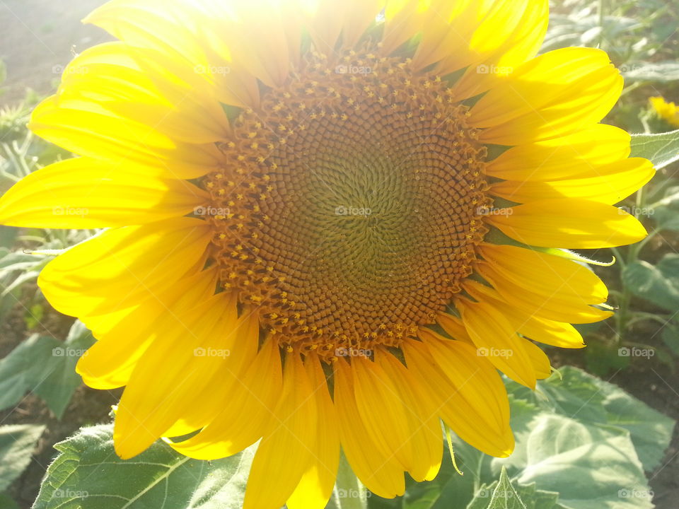 Sunflower . A summer sunflower in East Texas