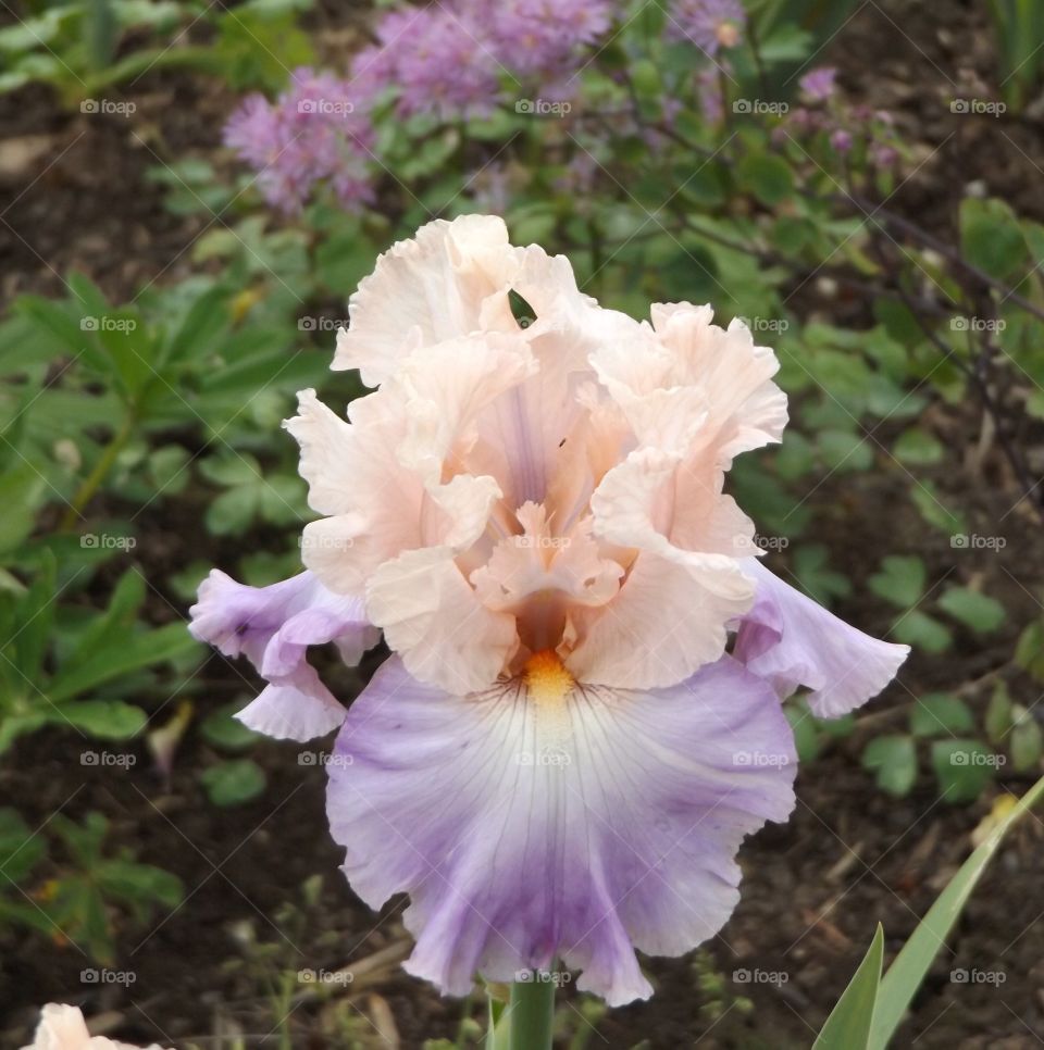 Purple and pink Iris 