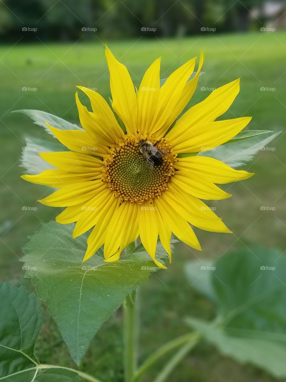 Bee pollinating a Sunflower