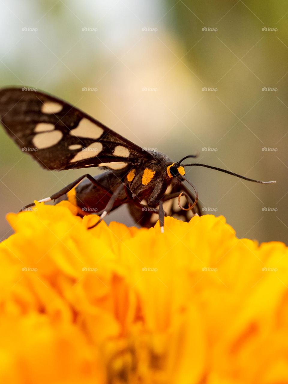 Beautiful Nine-spotted Moth