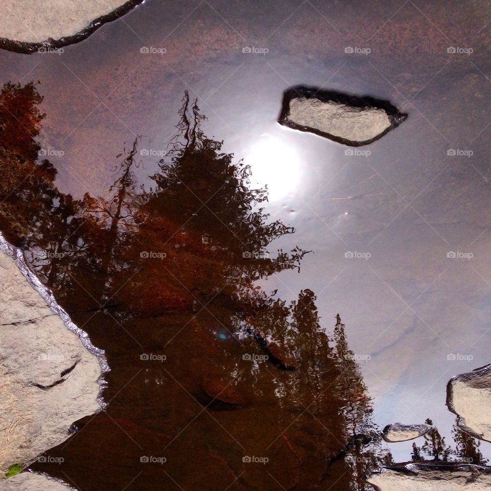 Reflection Of Tree In Water