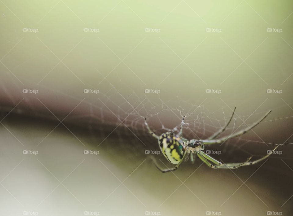 Garden Spider