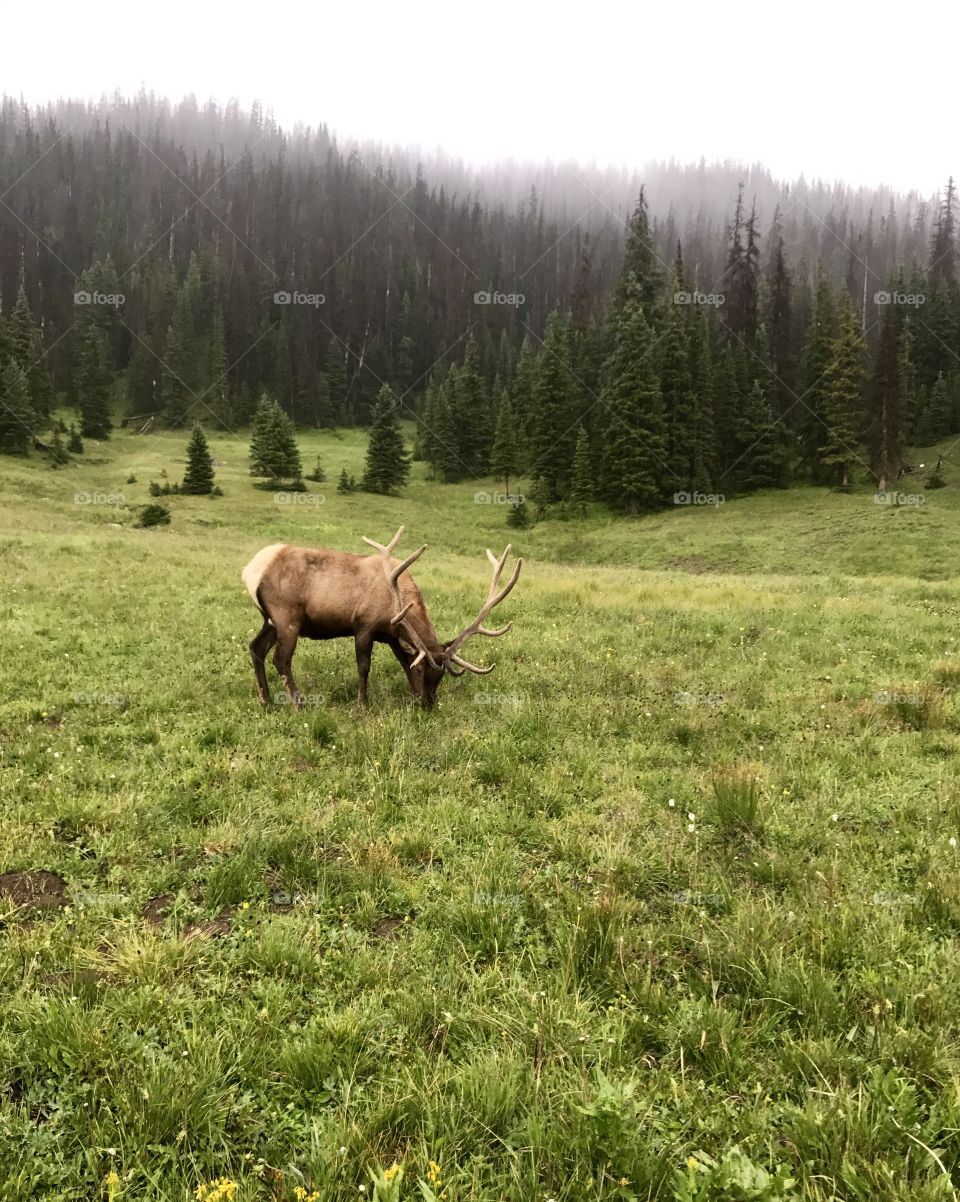 Reindeer in the Rockies