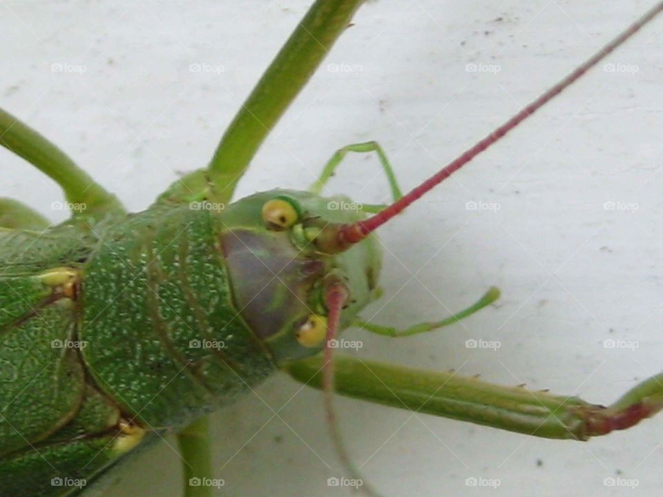 katydid