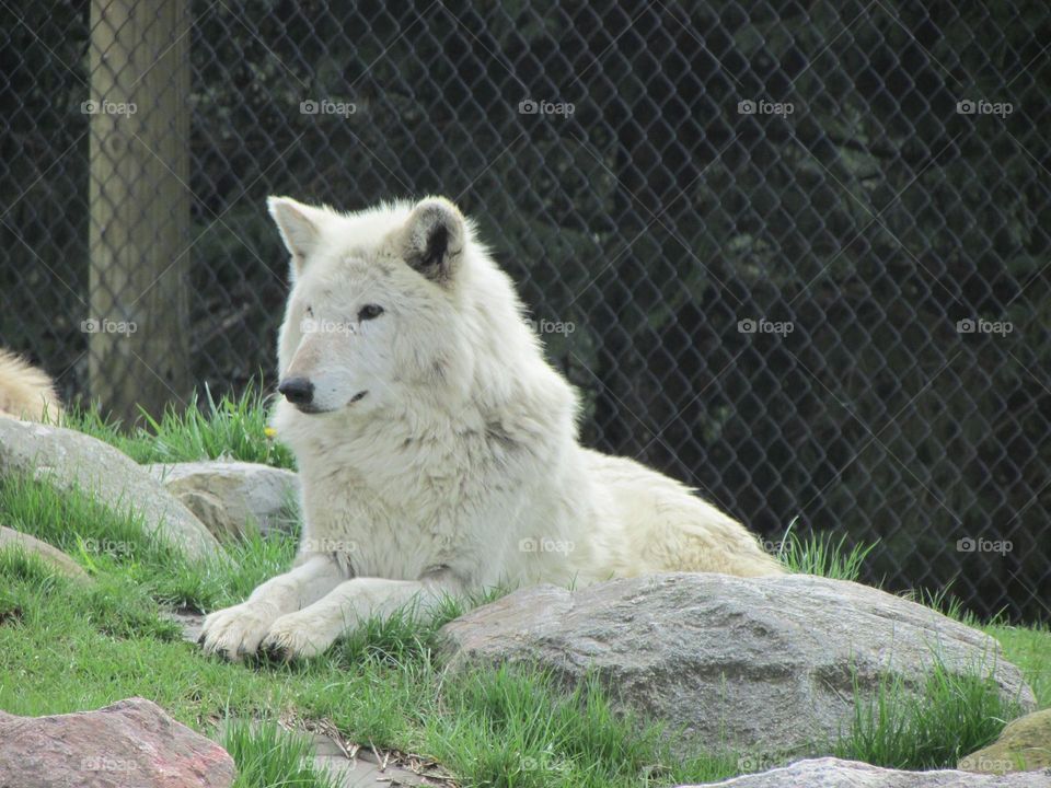 Wolf. At the zoo