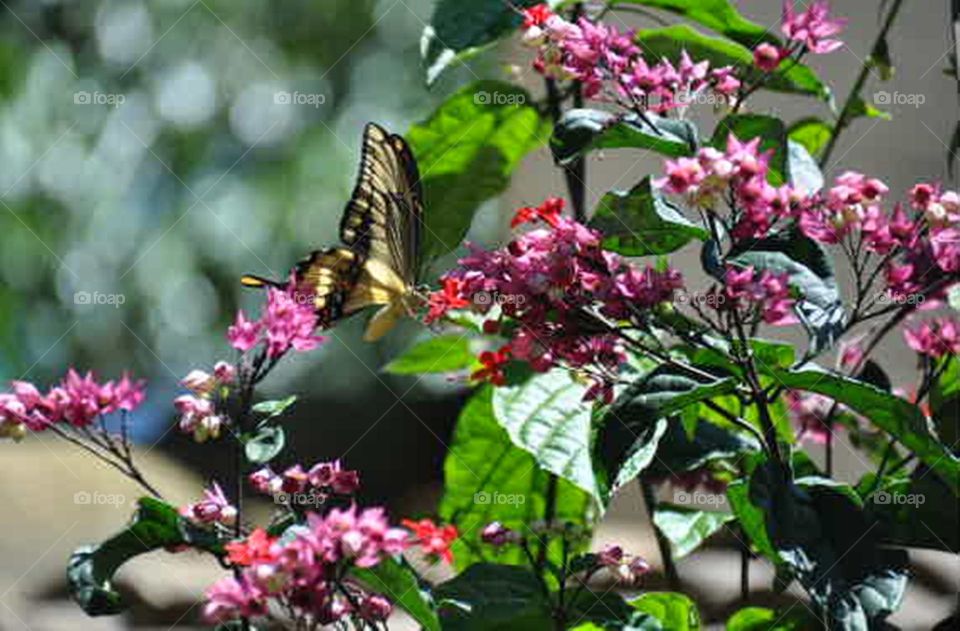 Borboleta