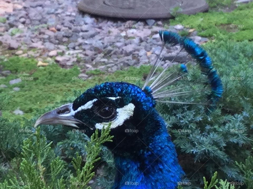A peacock upclose