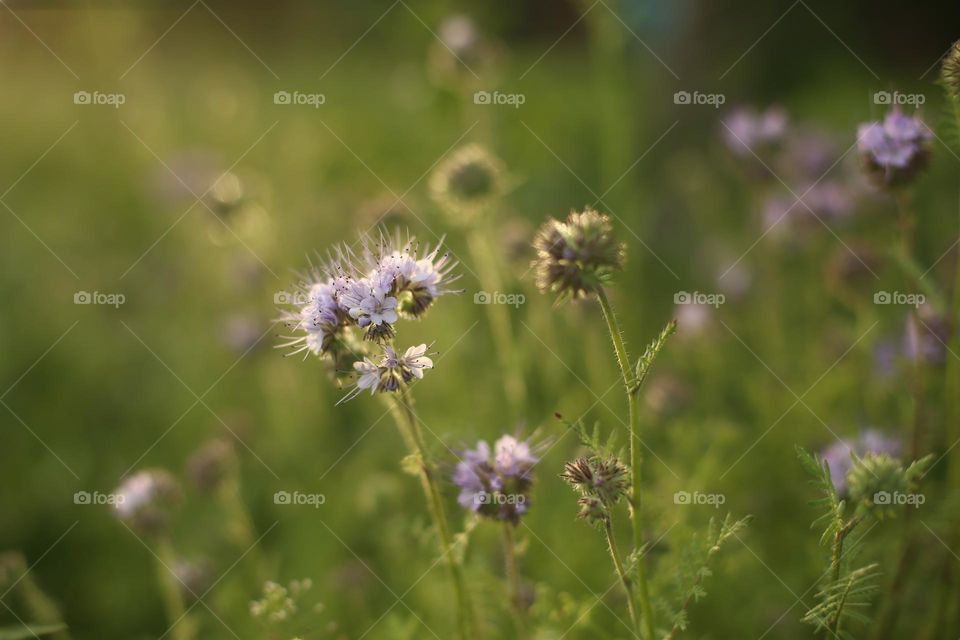 summer flowers