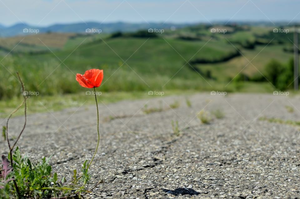 flower on the asphalt